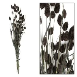 Droogbloem Manerba
