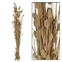 Droogbloem Manerba